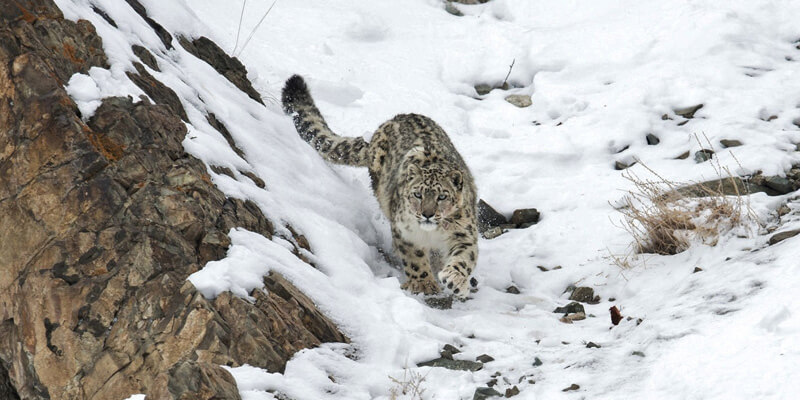 Snow-Leopard-Trek-Banner