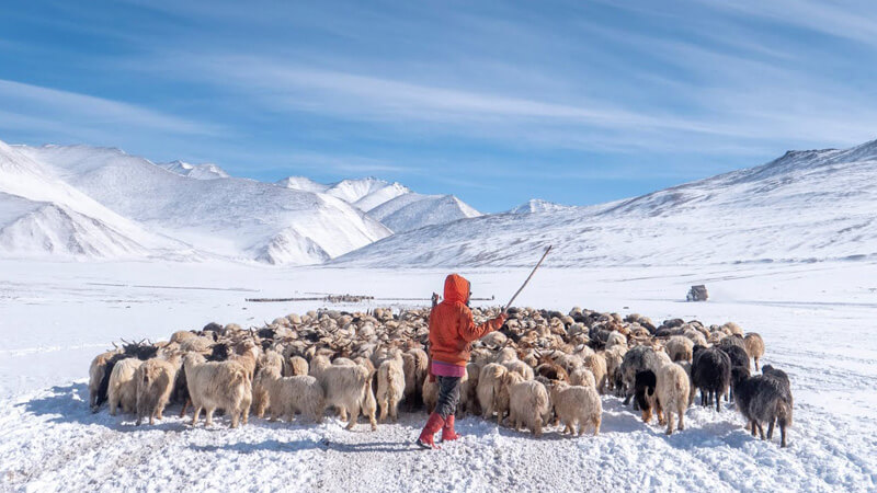 Nomadic-Ladakh-Banner